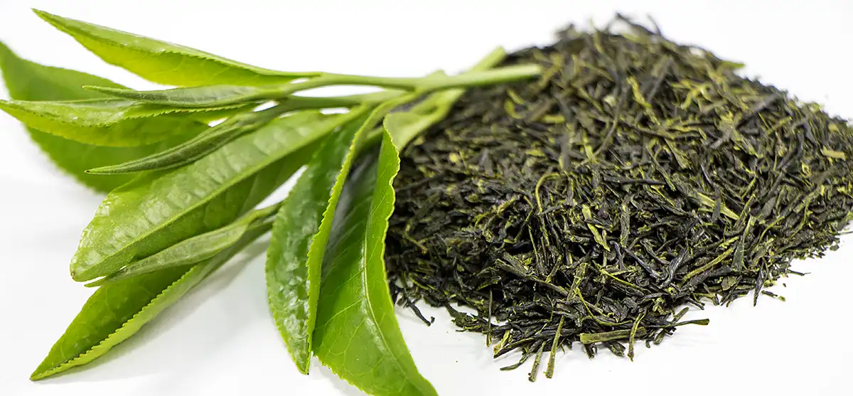 お茶の抗ガン作用：緑茶カテキンがもたらす科学的根拠と効果的な摂取方法