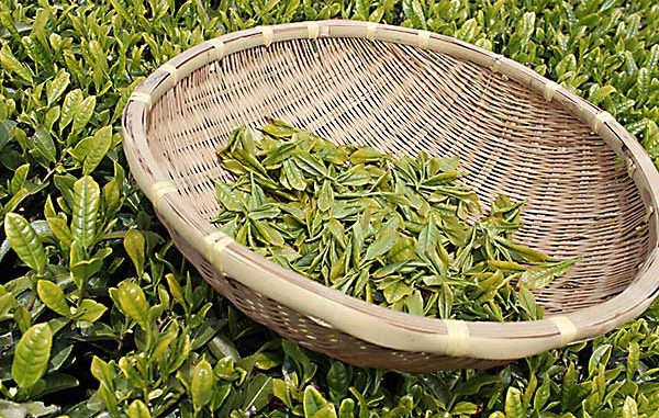 緑茶2 緑茶