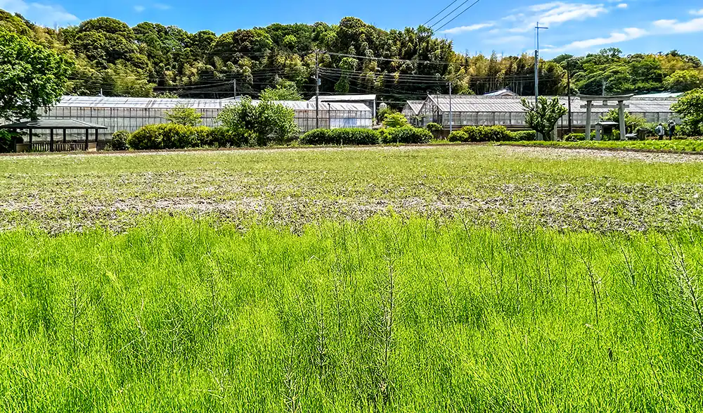 草むらのスギナの生命力が強い春の農村風景