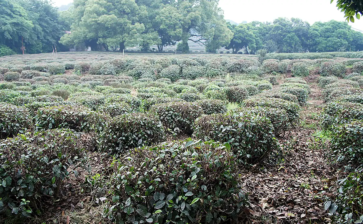 スリランカの茶畑