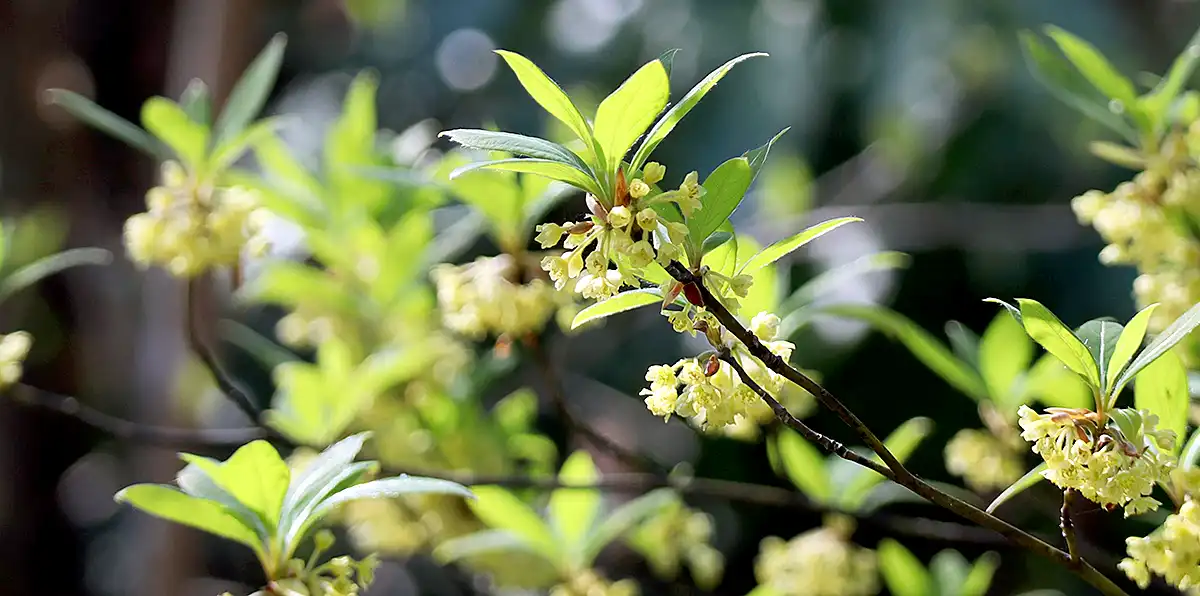 クロモジ・クロモジ茶