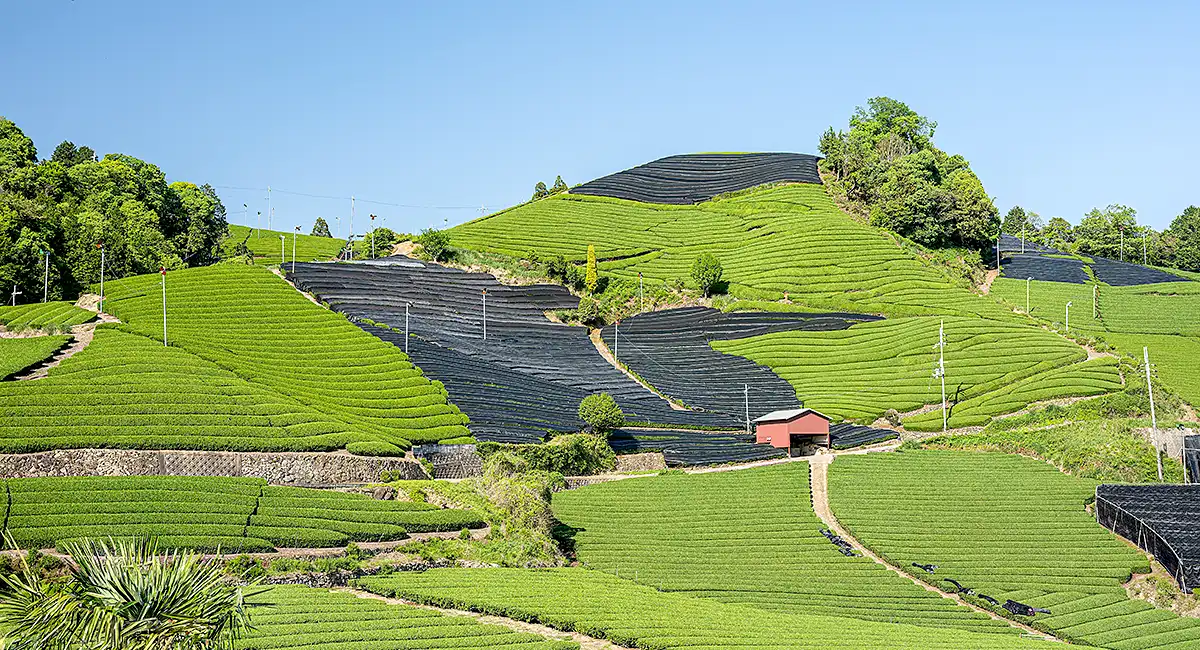 京都-【和束町の茶畑（石寺の茶畑）】